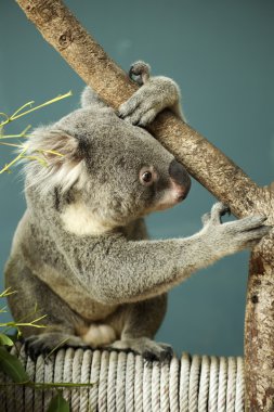 Portrait of male Koala bear sitting 