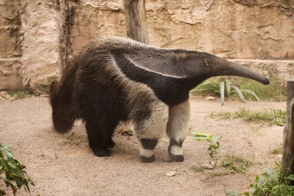 Riesenmeisenbär — Stockfoto