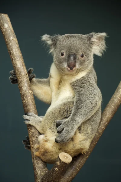 Portrait of male Koala bear — Stock Photo, Image