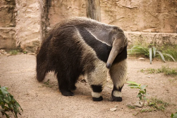 Jätte anteater — Stockfoto