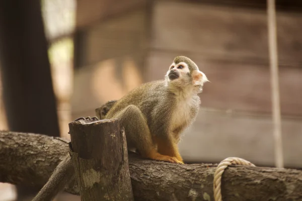 Common Squirrel Monkey — Stock Photo, Image