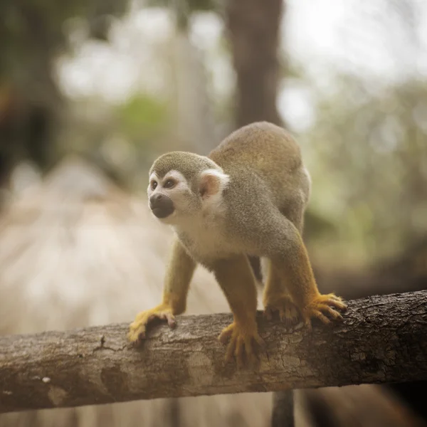 Mono ardilla común — Foto de Stock