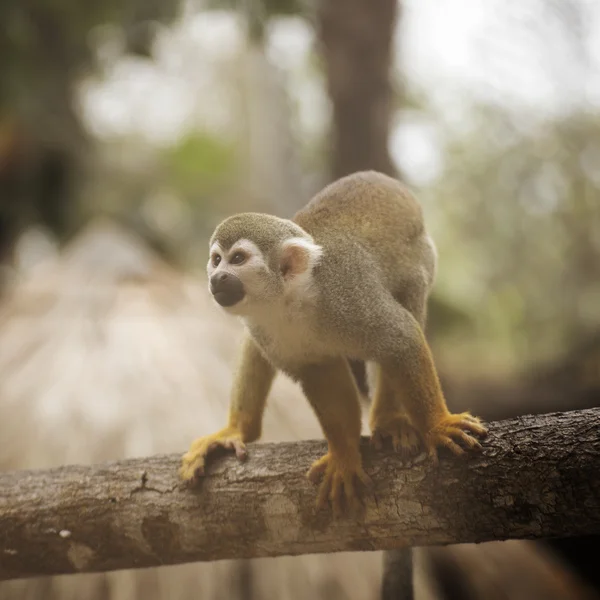 Macaco-esquilo comum — Fotografia de Stock