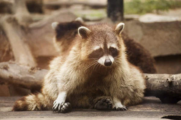 Schattig wasbeer — Stockfoto