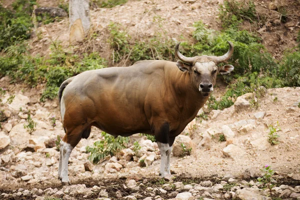 Wild Cattle — Stock Photo, Image