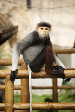 Douc kırmızı şişlemiş langur kadar kapatın 