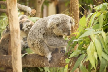 koala eating eucalyptus leaves  clipart
