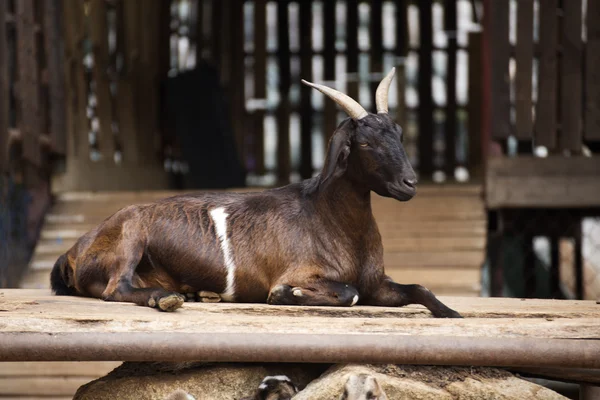 Vieja oveja negra — Foto de Stock