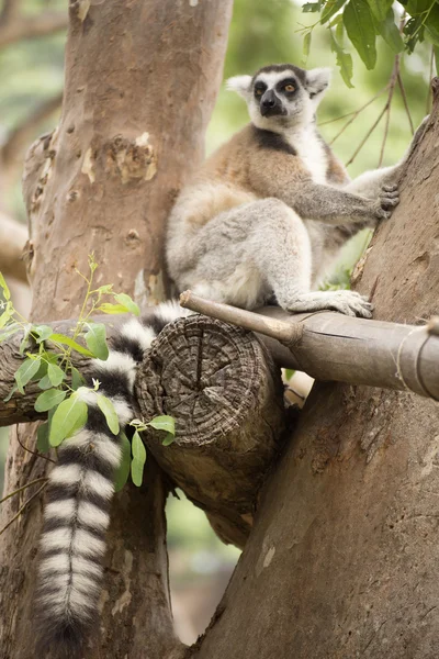 Anello Lemur coda — Foto Stock