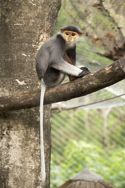 Cerca de Red-shanked douc langur — Foto de Stock