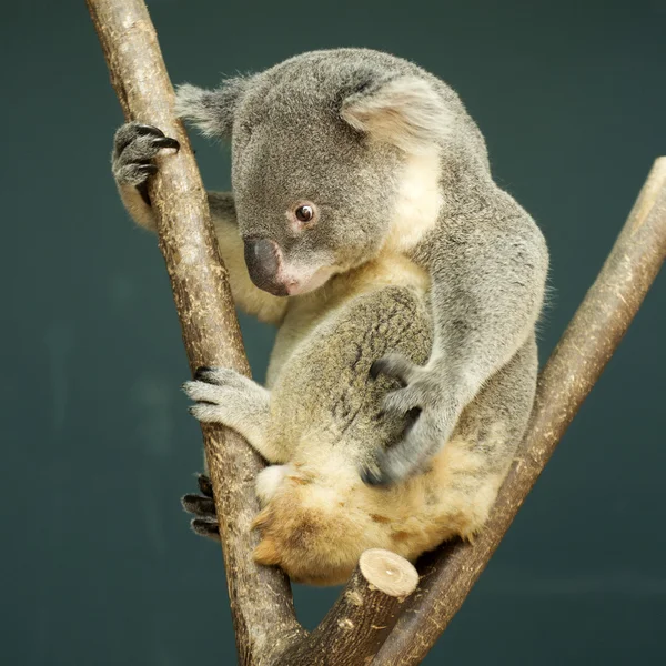 Portrait of male Koala bear sitting — Stok fotoğraf