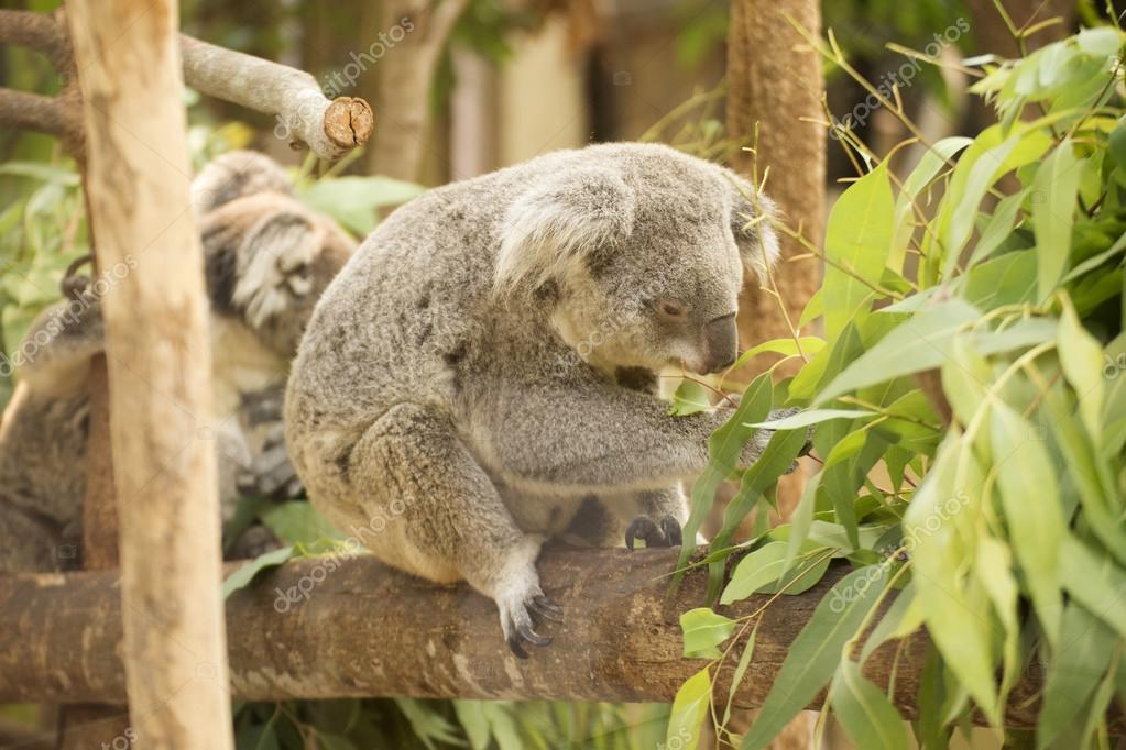Koala eating eucalyptus leaves — Stock Photo © kung_mangkorn 72062311