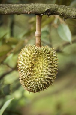 Durian meyve 