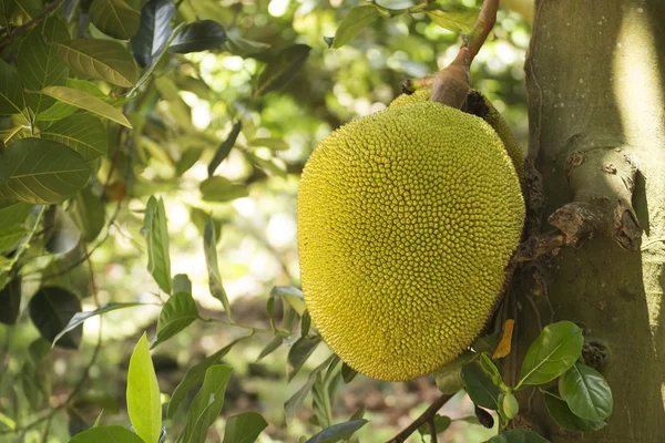 Jackfruit on tree — Stock Photo, Image