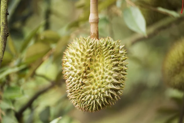 Ovoce Durian — Stock fotografie