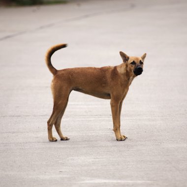 Sokaktaki evsiz köpek