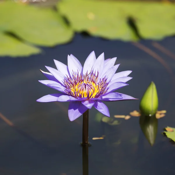 Mor waterlilly veya lotus — Stok fotoğraf