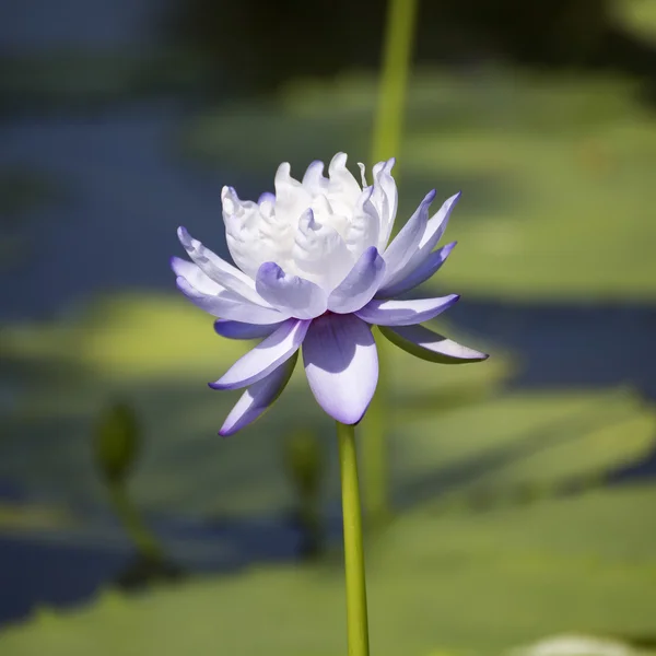 Purple water lilly or lotus