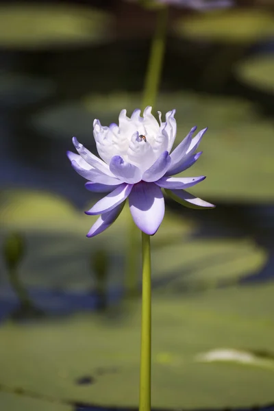 Mor su zambağı ya da nilüfer çiçeği — Stok fotoğraf