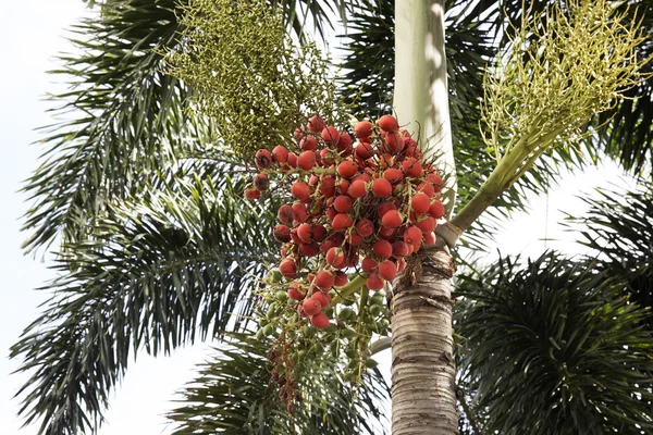 Rote Datteltrauben von Palmen — Stockfoto