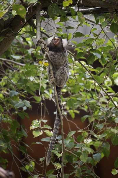 Κοινή Marmoset στο δέντρο — Φωτογραφία Αρχείου