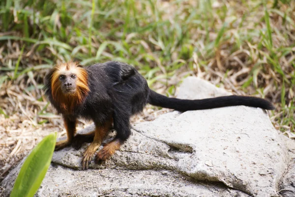 Aranyfejű oroszlán tamarin — Stock Fotó