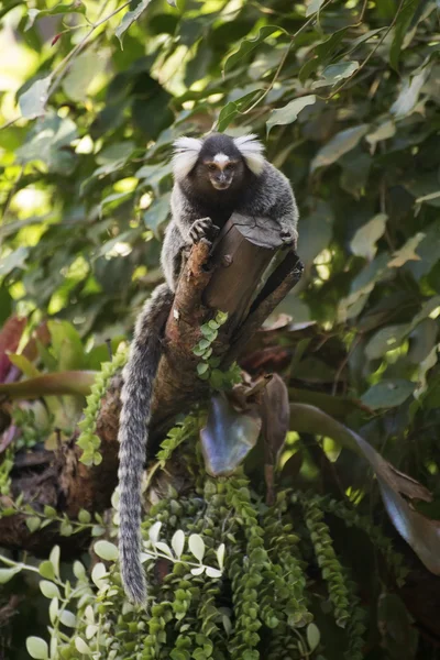 Fermer Marmoset commun — Photo