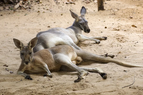 Kangourous relaxant sur le sol — Photo