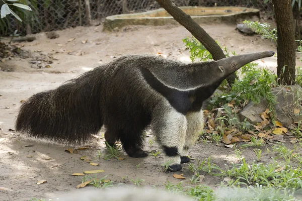 Giant ant eater promenader — Stockfoto