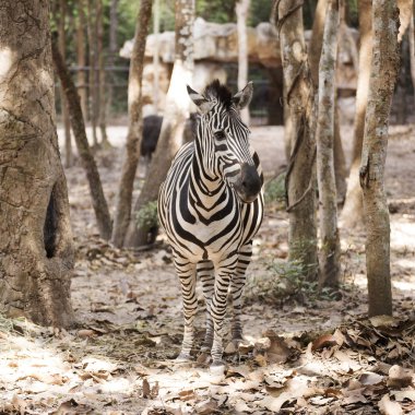 Zebra kapatmak
