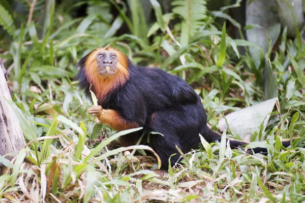 Tête d'or lion tamarin — Photo