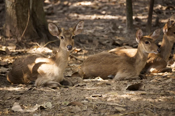 Group of Deer sitting — Stock Photo, Image