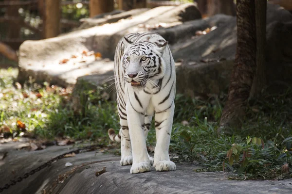 Vit tiger promenader — Stockfoto