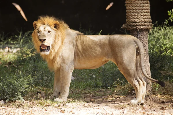 Mężczyzna lew spaceru — Zdjęcie stockowe