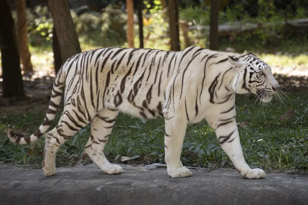 Der weiße Tiger — Stockfoto