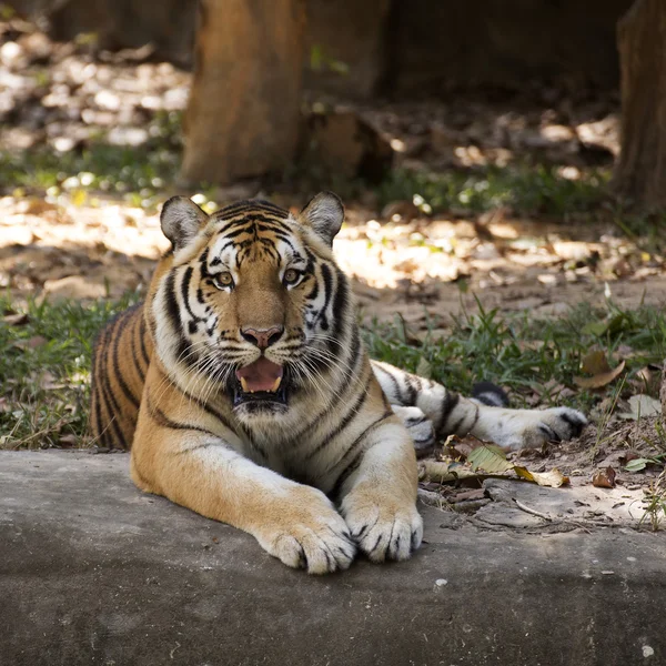 Chiudere Tigre del Bengala — Foto Stock