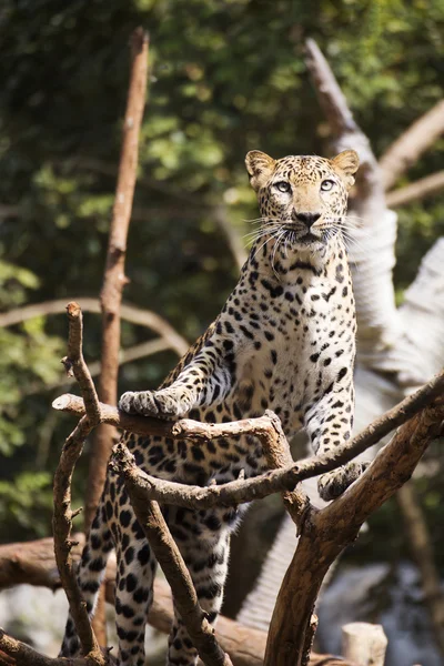 Leopardo estão subindo árvore — Fotografia de Stock