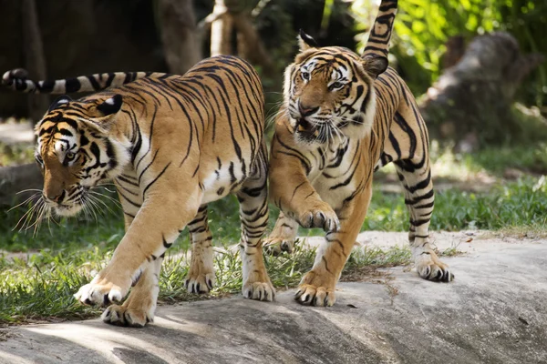 Dos tigres de Bengala — Foto de Stock