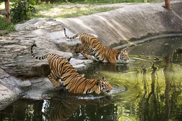 Dos tigres de bengala caminando — Foto de Stock