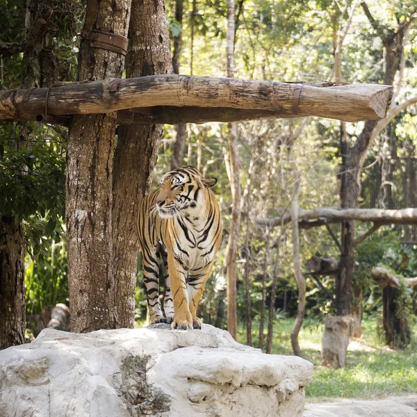 Bengal tiger looking — Stock Photo, Image