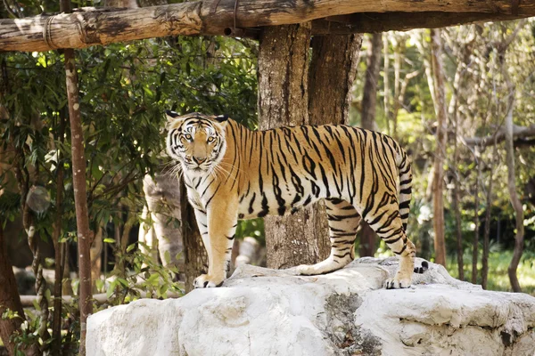 Bengaalse tijger op zoek — Stockfoto