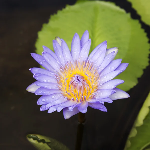 Purple water lilly — Stock Photo, Image