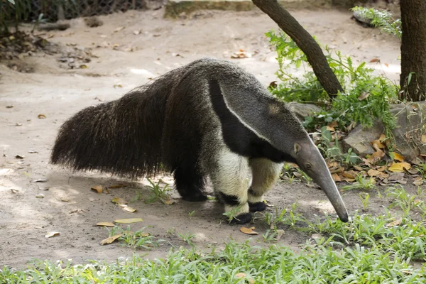 Comedora de hormigas gigante —  Fotos de Stock