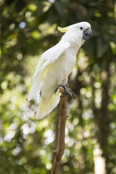 The White Cockatoo — Stock Photo, Image