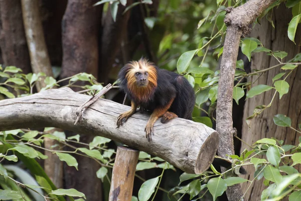 Golden-headed lion tamarin — Stock Photo, Image