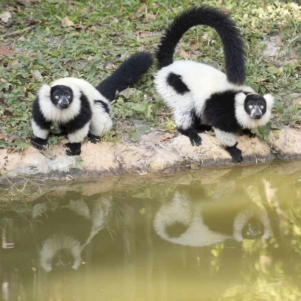 2 つの黒と白のエリマキキツネザル — ストック写真