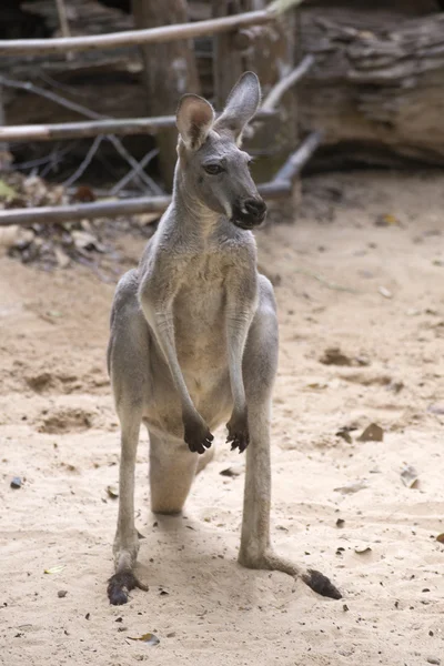 En känguru stående — Stockfoto