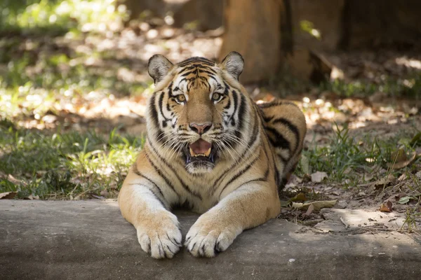 A Bengal tiger — Stock Photo, Image