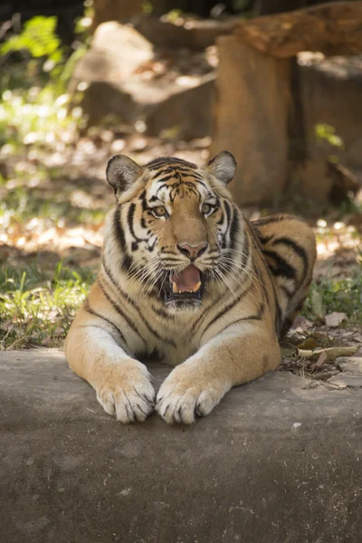 Un tigre du Bengale — Photo