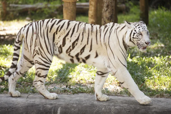 Der weiße Tiger — Stockfoto